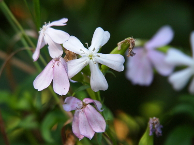 [Five petal blooms in shade of white and lilac with yellow-tipped white stamen. The petals rest against the stem before they move up like the opening of an umbrella.]